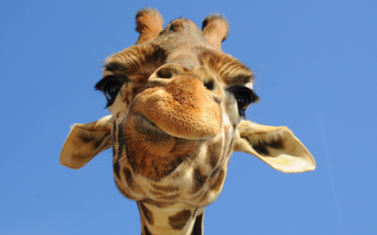 HeadOnDesign's tweet image. Here's looking at you! Celebrate #WorldGiraffeDay. Post your giraffe pics on #instagram ow.ly/VkAu301hnDA