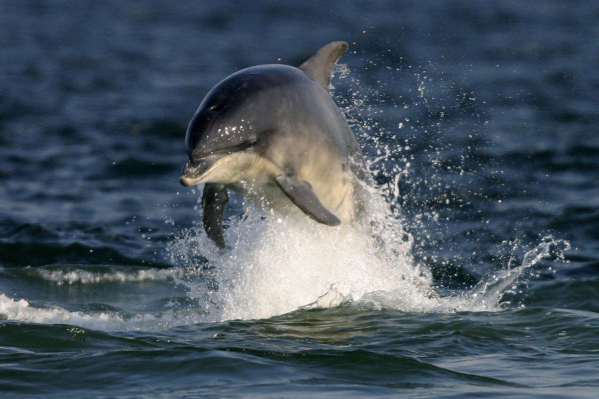 WeAcceptPets's tweet photo. #BideaWhile is perfect for #wildlife lovers with #dolphins, #whales &amp; #birds to look out for
https://t.co/HEQLShmCZQ https://t.co/MZNi0pkzkB