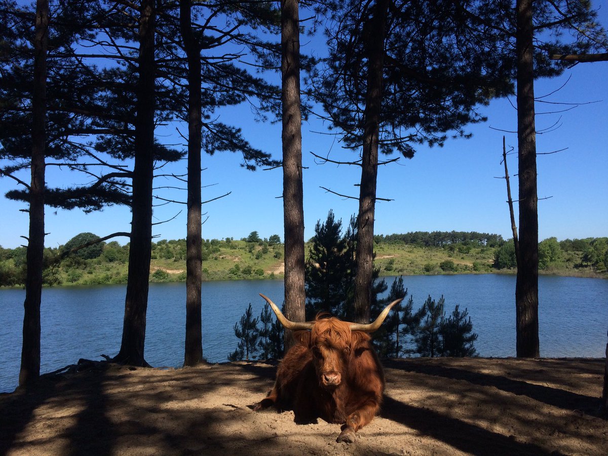 SandraGreeuw's tweet image. Wat is het toch mooi bij de Oosterplas! @NPZK #nationaleparken