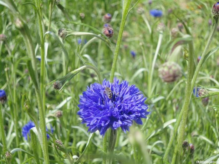 R U as busy as this bee? Let your accountant take the load! Tips 30June #4n 4networking.biz/Events/Details… #beckbromfl