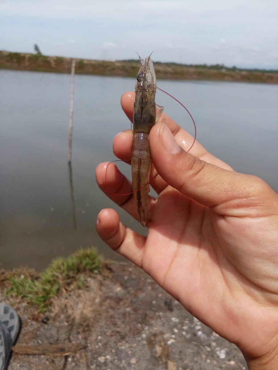 Persiapan pengecekan air tambak
Samuti aman
<a href="/bpsdmpkp/">BPSDMPKP</a> @PPBPUSLUHDAYAKP @pusluhdayakp <a href="/kkpgoid/">KKP RI</a>