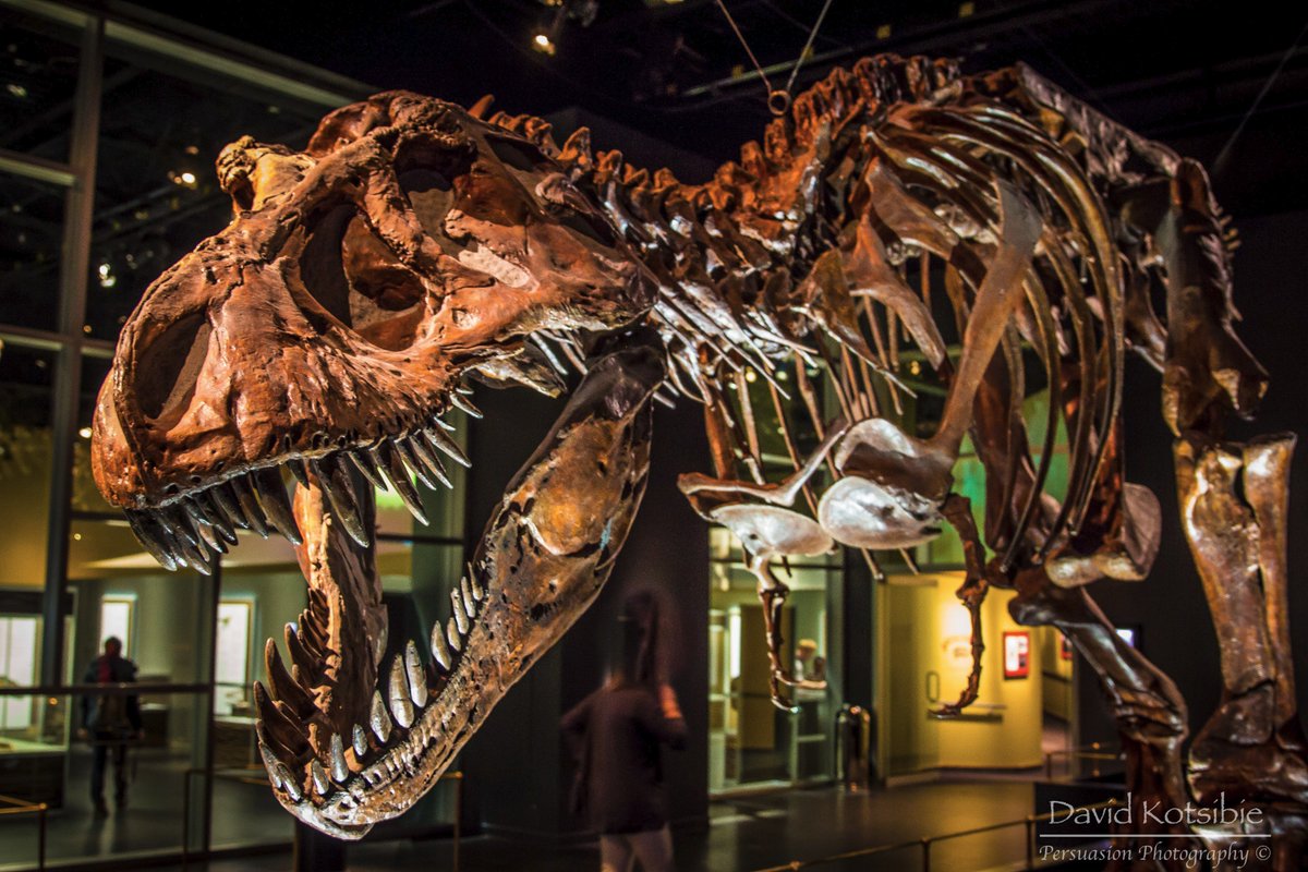 PersuasionPhoto's tweet image. I love that #yyc has so many AMAZING gems in our backyard like @RoyalTyrrell #dinosaurs @TravelAlberta @captureyyc