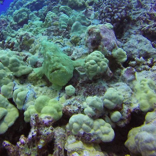scuba_hawaii's tweet photo. Hello, Mr.smiling!
#Hawaii #scuba #Gopro #diving with #tropicalcoralreef #frogfish #deepb… https://t.co/WEhtS7pWRP https://t.co/4hGqkeFCJF