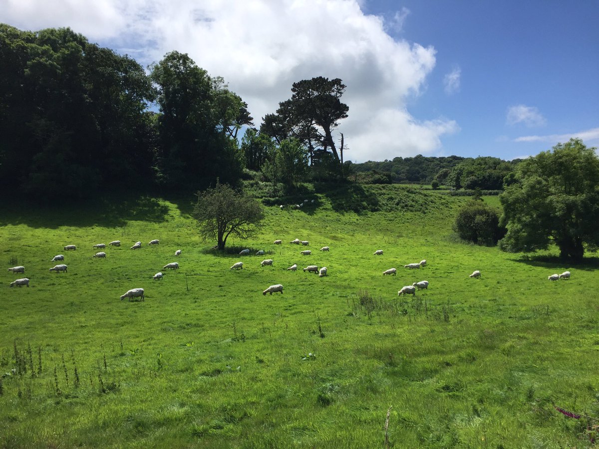 vivschreibke's tweet photo. Guernsey didn't turn out all that bad in the end yesterday! #Midsummer2016 https://t.co/WxQDRGbDfT
