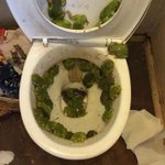 5年間も掃除されていない公衆便所が絶望的な状況になっている...ガン見できない!
