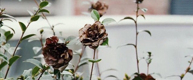 cinemages's tweet photo. The Lovely Bones, 2010 https://t.co/89ScXy8xJq