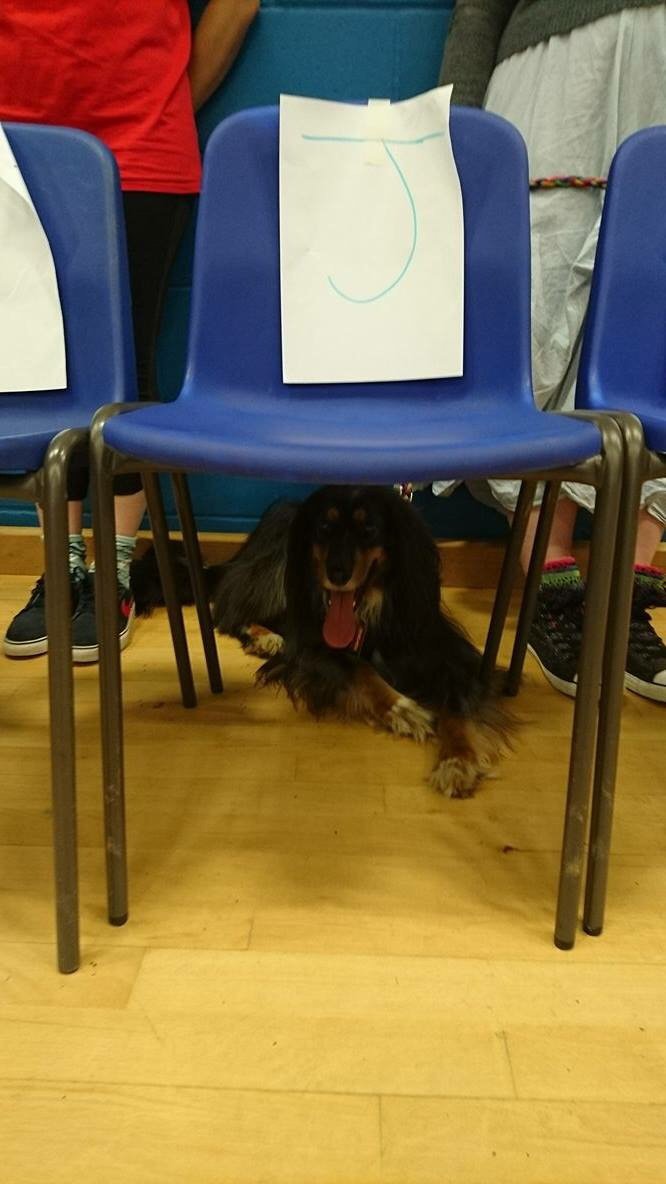 Our mascot Jammer sitting under the jammer seat in the box! #eastbournerollerderby #wellERD #dogs #wearerollerderby