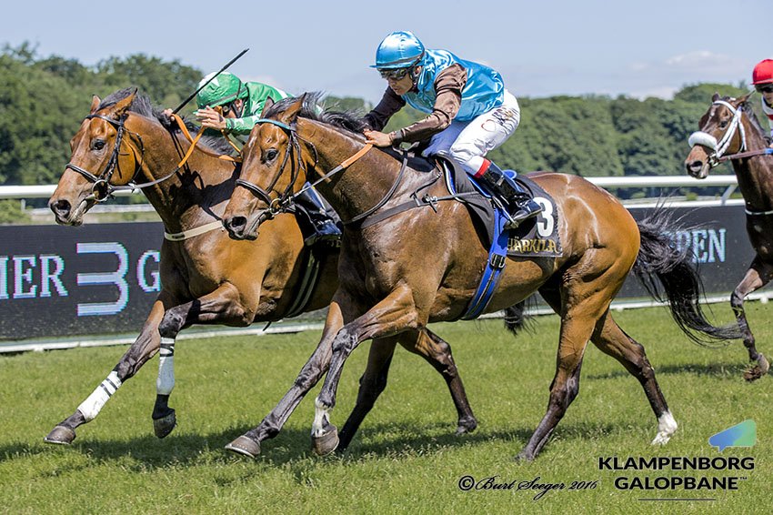 360 NorthHorseRacing tweet media