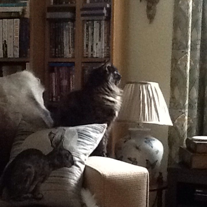 TheVintageYear's tweet photo. I think we have a princess... #catess https://t.co/iP9ZBiBNfw
