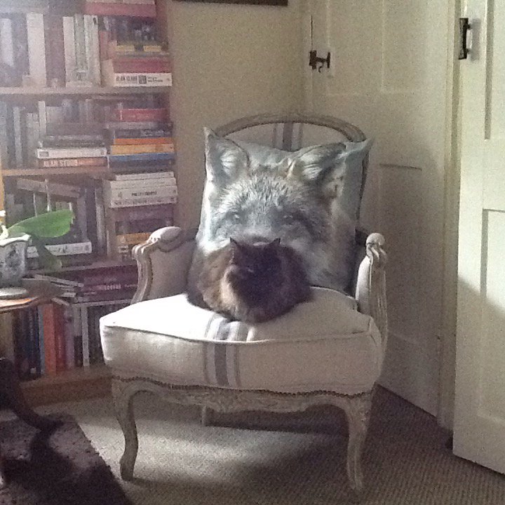 TheVintageYear's tweet photo. ...a princess with an unerring eye for the best seat in the house. #Catess https://t.co/d0xw5kNza9