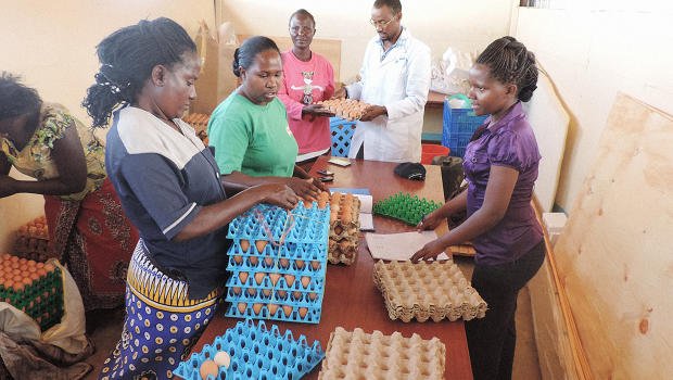 FastCoImpact's tweet photo. Hatching a new generation of eggpreneurs in rural Kenya https://t.co/9VmBLeeMa1 https://t.co/lbfr6VakU7