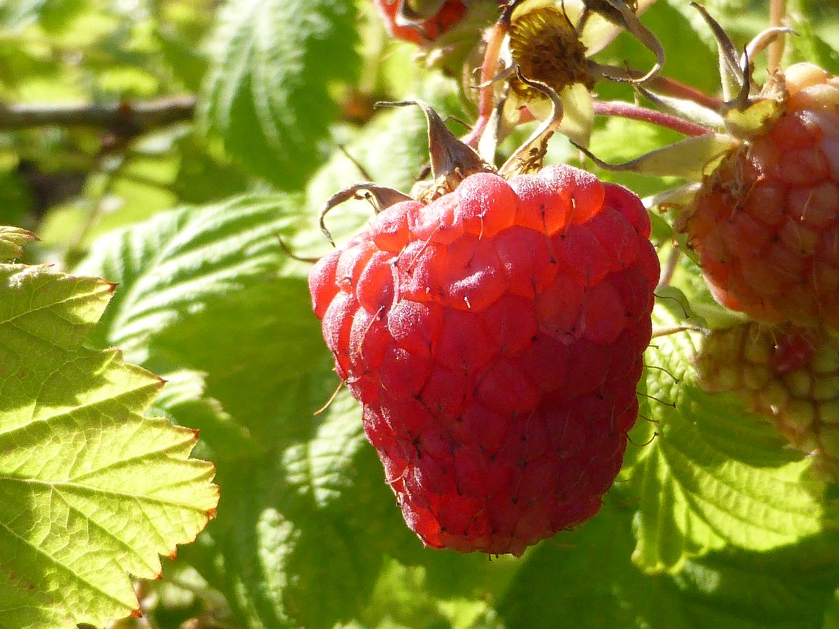 Er kan weer geoogst worden in de Multi-Culti Tuin! #prachtig