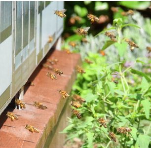 #Schweizer #Bienen <a href="/bauraulac/">BAUR AU LAC</a> #VisitZurich: 1. #Honig-Ernte ist bereit! bit.ly/28KAlqT