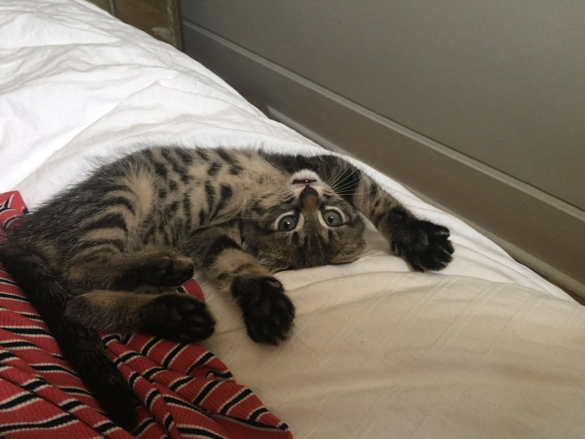 I am taking my cat obsession to a whole new level because of Charlie 😻 #catlady