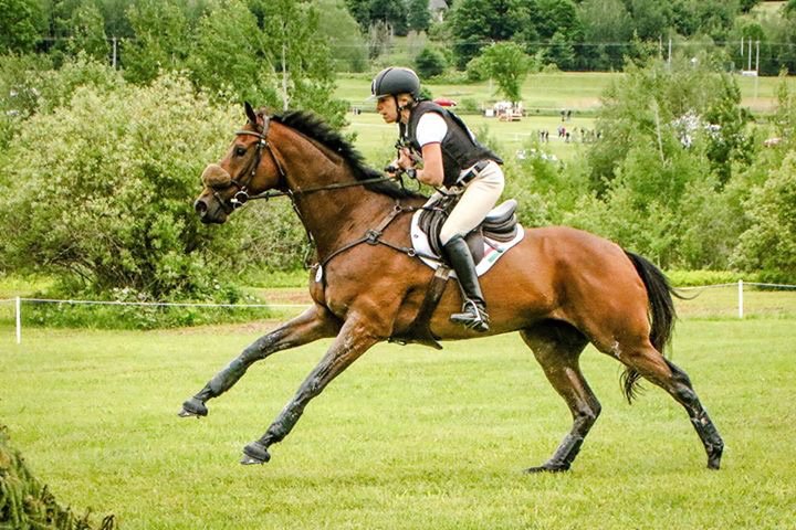 We have some openings for horses in training,competing,sales,lessons
anitanemtin@hotmail.com
topnotchfarms.org