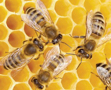 Fun Fact: Maryland has 1,888 registered beekeepers, 2,425 apiaries &amp; 15,130 bee colonies. #NationalPollinatorWeek