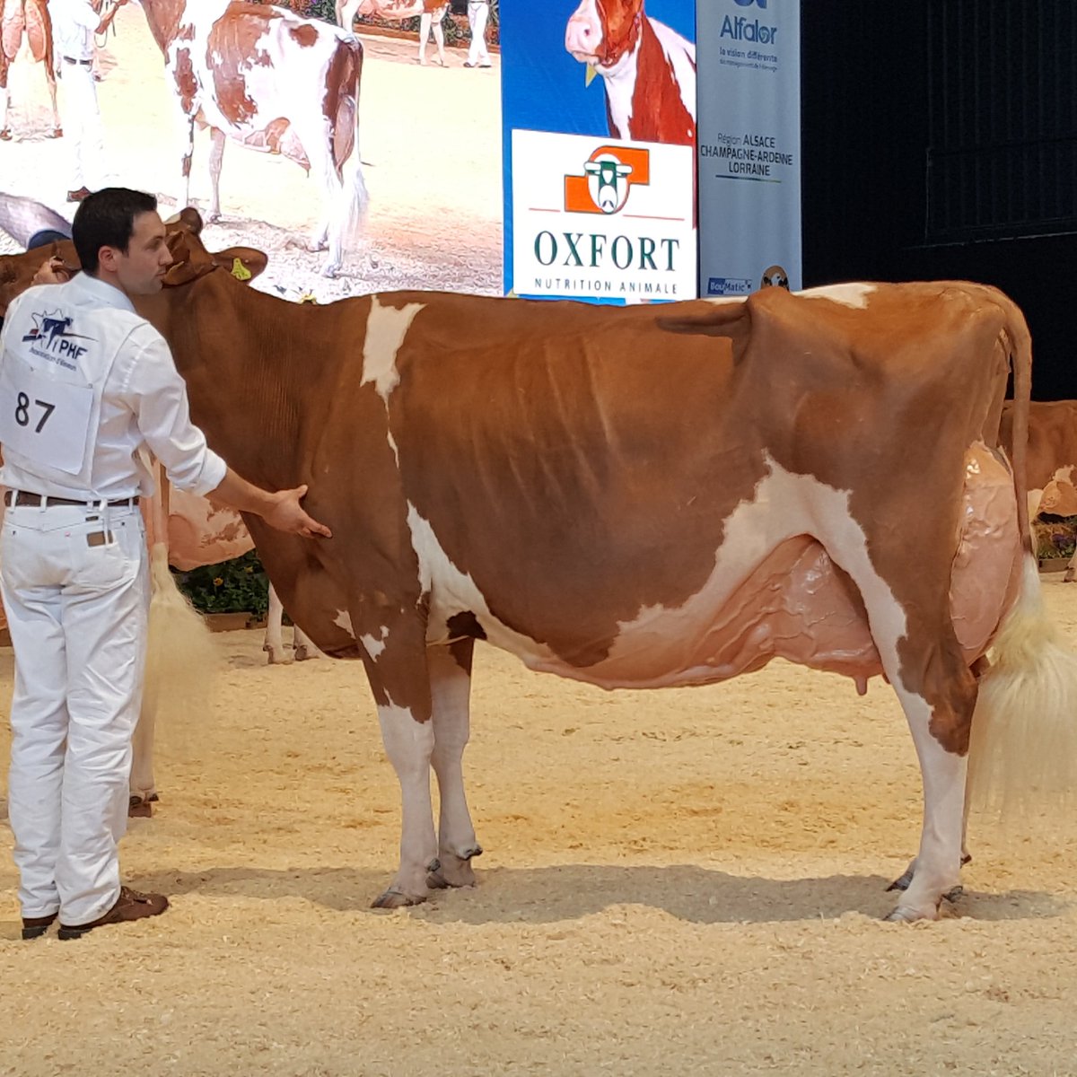 Grand Champion of the European R&amp;W Holstein Show in France: Suard-Red Jordan Irene