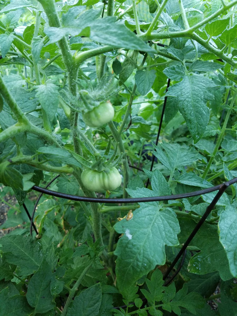 trapper831's tweet photo. The first of the #pineappletomato ๐๐
https://t.co/J2qG0c7j4q