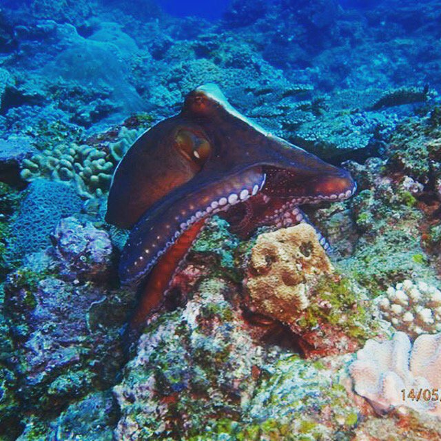 A recent encounter with an incredible Cephalapod, WTSA divers were treated to a magnificent display! #Scuba #Dive