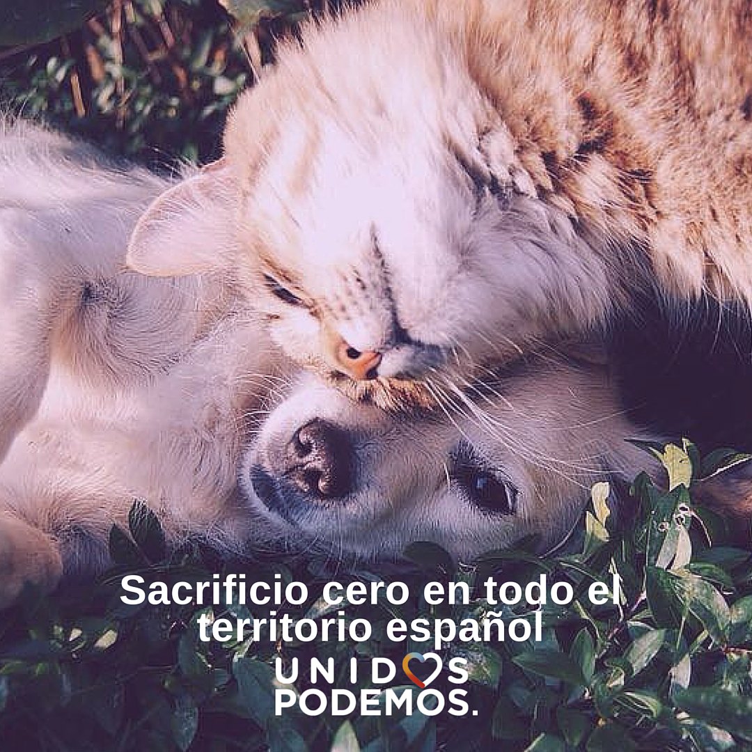 LolaPodemosEu's tweet photo. #26J vota con empatía, vota por los q no pueden hacerlo pero también cuentan. #UnidasPodemos #LaSonrisaDeLosAnimales https://t.co/y00syX63Nn