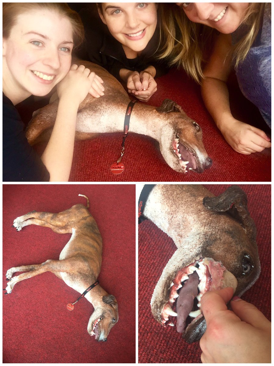 SIMBODIES's tweet photo. Meet #Layanna our realistic #SIMDOG #manikin #veterinary @MediK9ltd @DogfestUK https://t.co/NroGiAfwdM