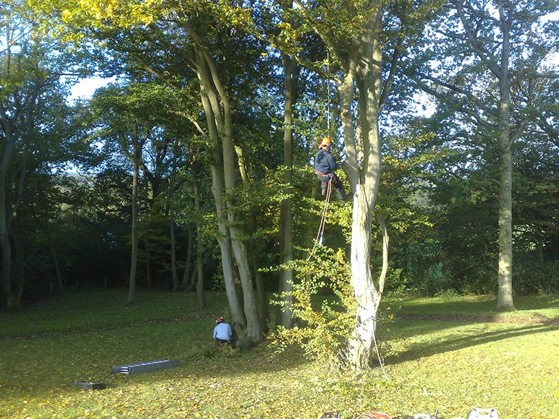 atctreesurgeons's tweet photo. Looking for a #treesurgeon in Surrey? Contact @atctreesurgeons today!! https://t.co/GTo8EcL3tx