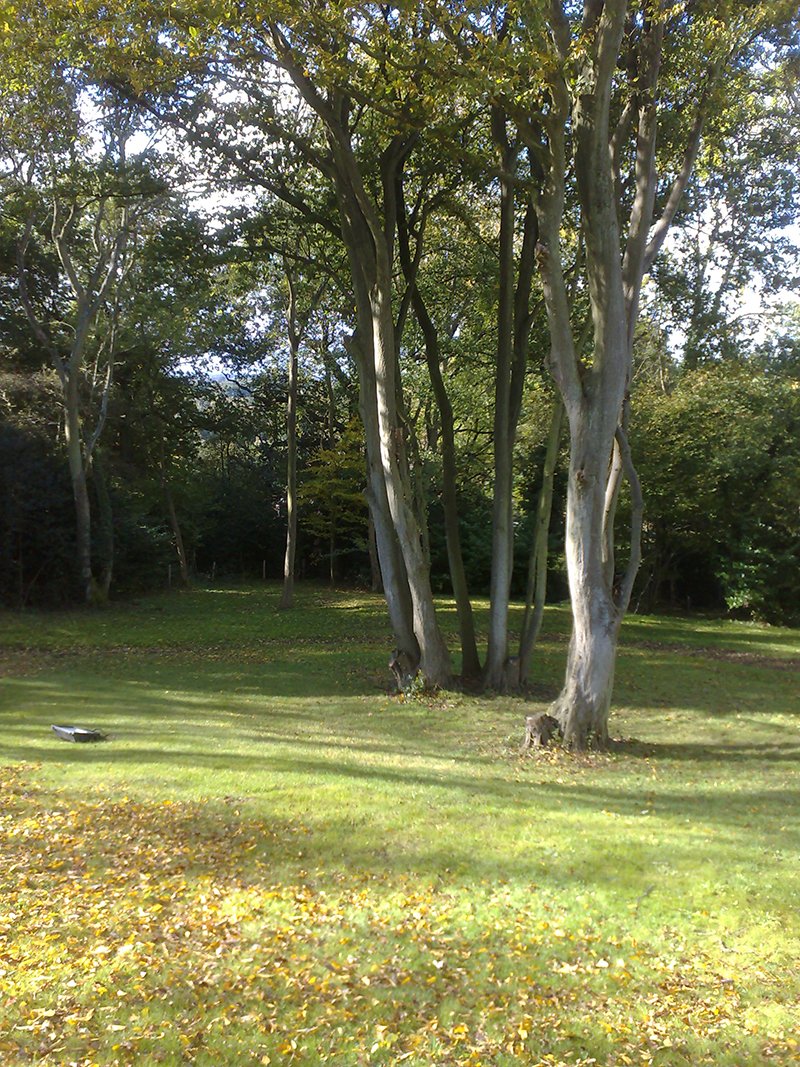 atctreesurgeons's tweet photo. Looking for a #treesurgeon in Surrey? Contact @atctreesurgeons today!! https://t.co/GTo8EcL3tx