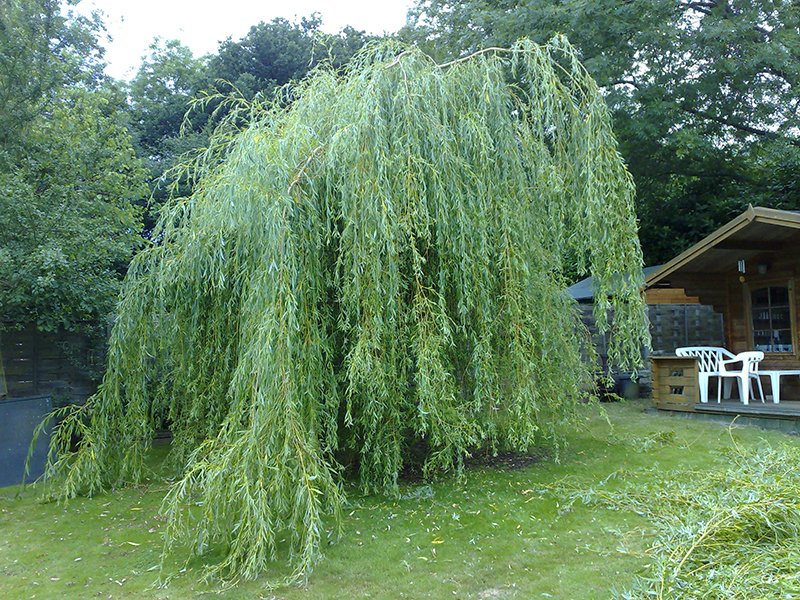 atctreesurgeons's tweet photo. Looking for a #treesurgeon in Surrey? Contact @atctreesurgeons today!! https://t.co/GTo8EcL3tx