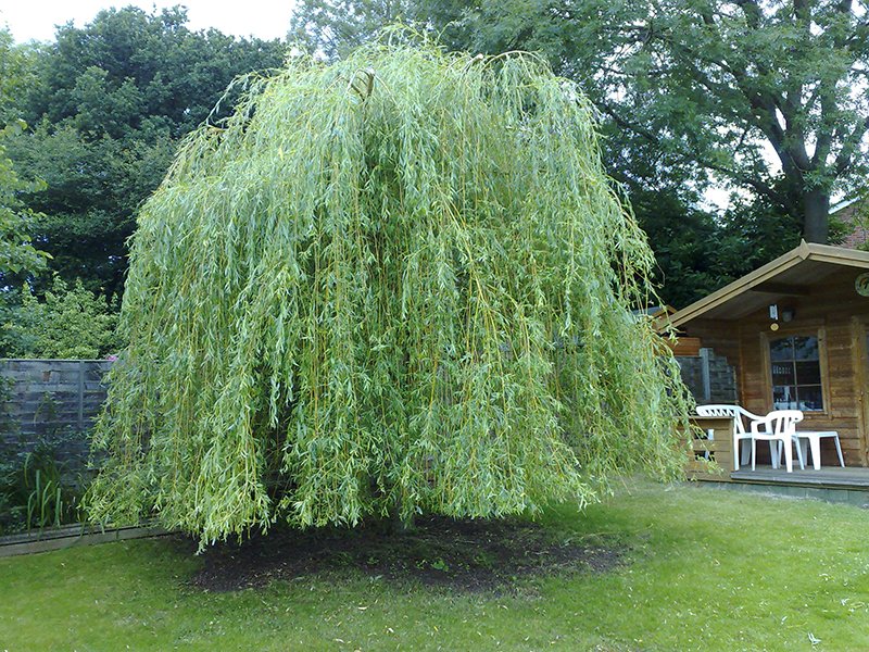 Looking for a #treesurgeon in Surrey? Contact <a href="/atctreesurgeons/">ATC Tree Surgeons</a> today!!