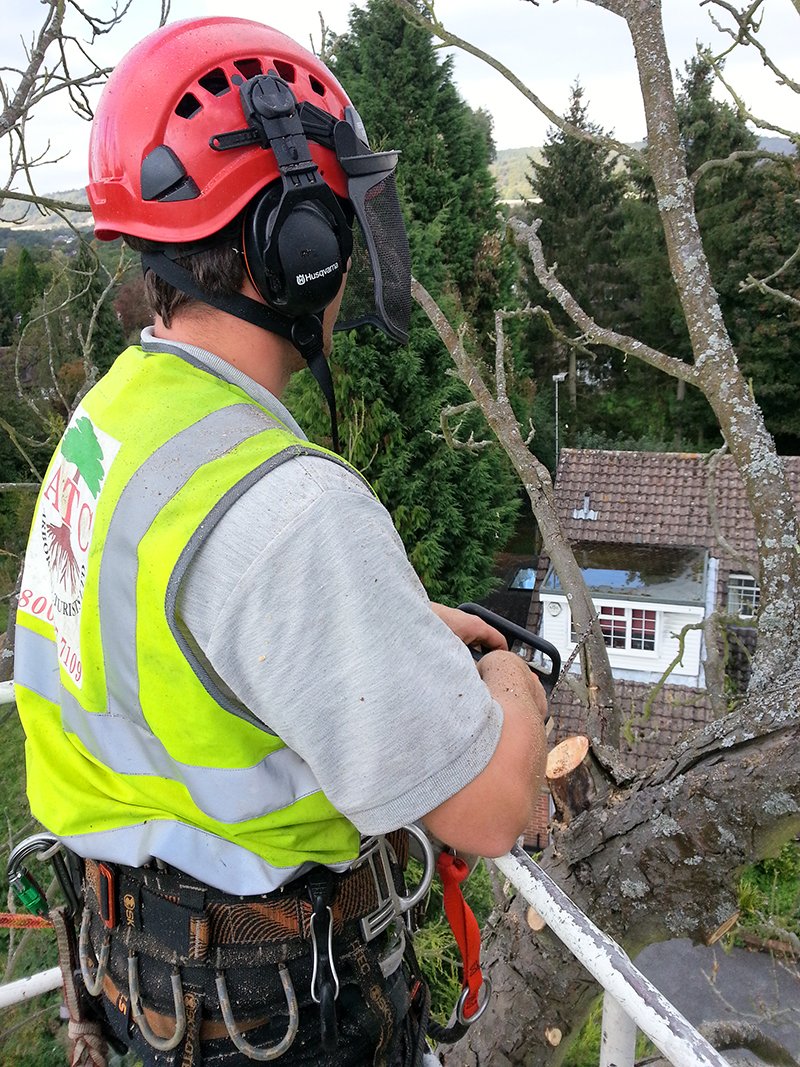 We can help with all of your #tree related needs in the South East of England!!