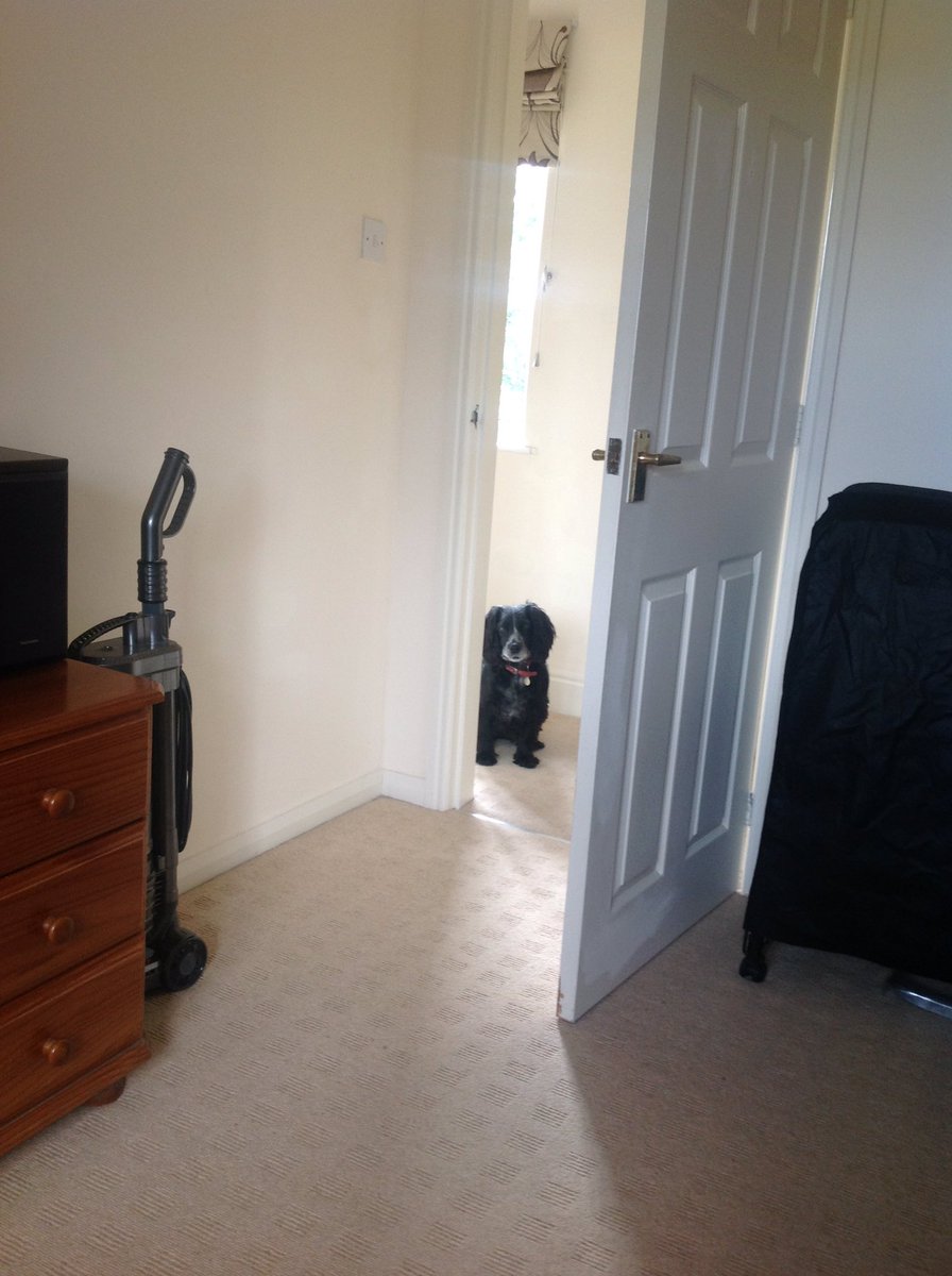 TheOldStagGamer's tweet image. Just hit midday and the dog arrives to ask when it's walkies time! #dogclock