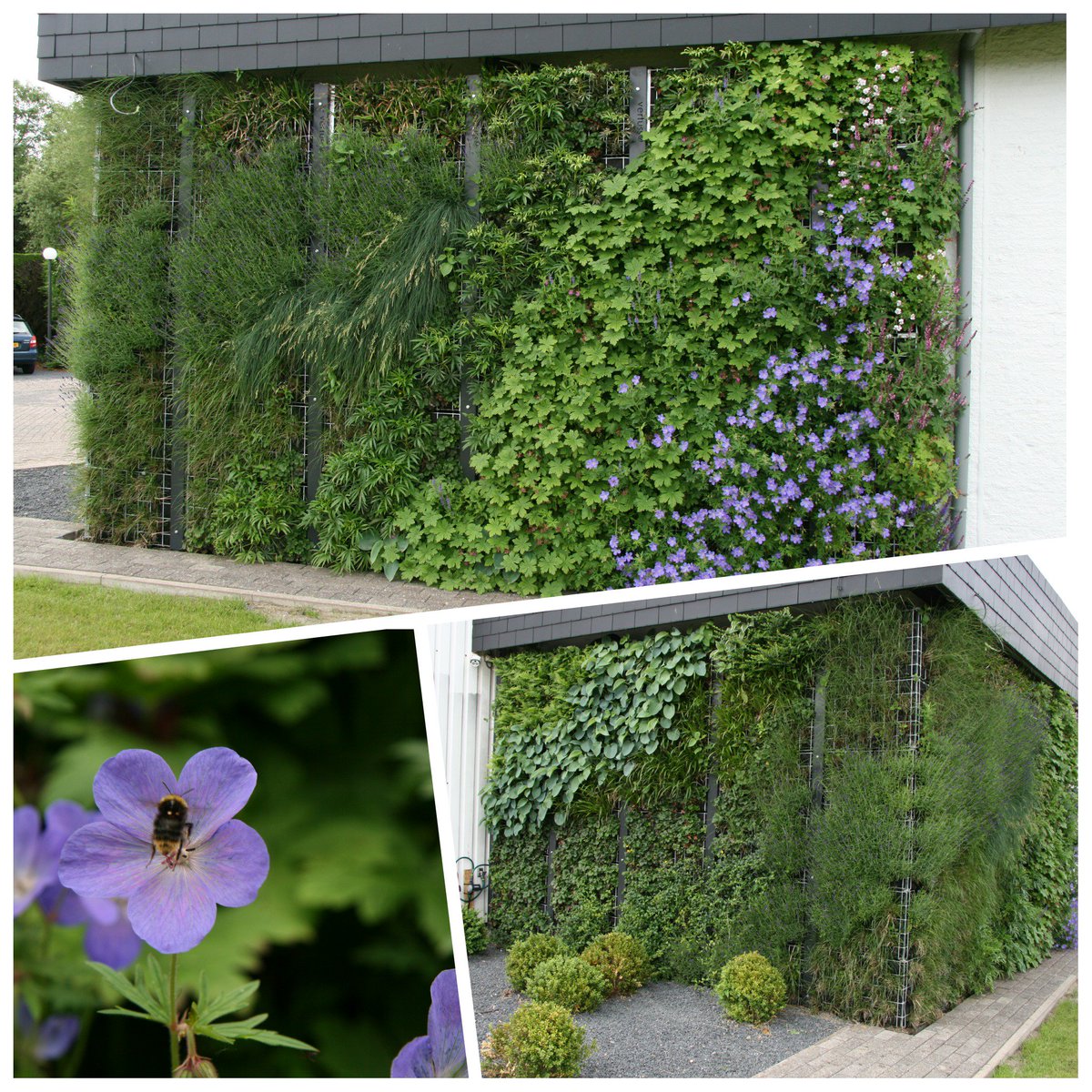 De verticale tuin <a href="/SandeeGroep/">Sandee Groep</a> krijgt steeds meer vorm! #bijen #verticaletuin #duurzaam