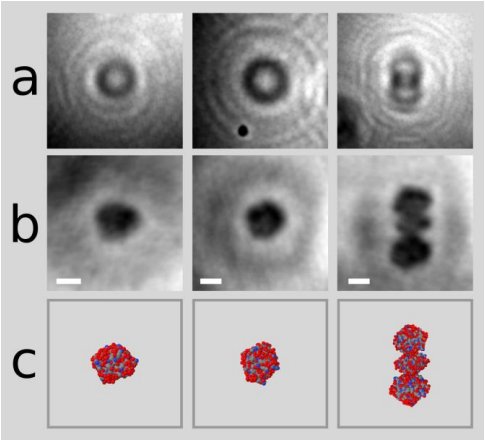 holotek's tweet photo. The first-ever photos of individual #proteins have been captured by #holographic #microscopy https://t.co/rL4tXNFfsd https://t.co/JdoaZuD86c