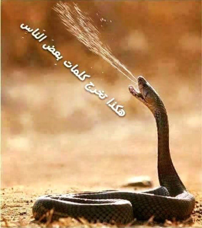Had210 tweet picture