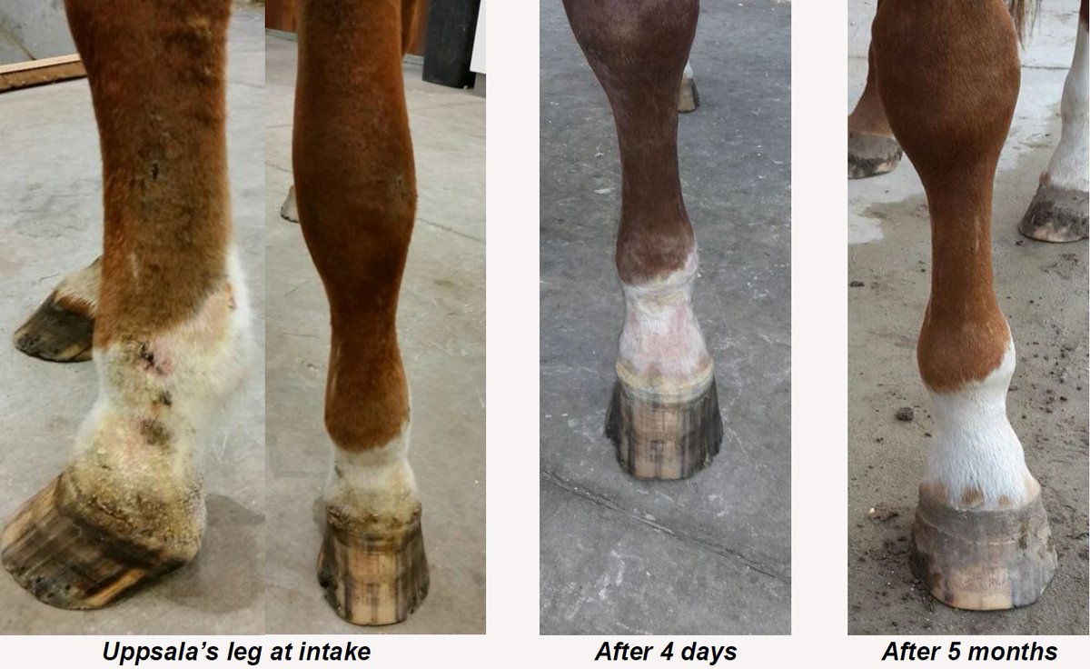 Veterinair Centrum Someren treated 7 months swollen leg with #QillEQUINE!

dropbox.com/s/ot03nnt74kxj…

#Contrasttherapy