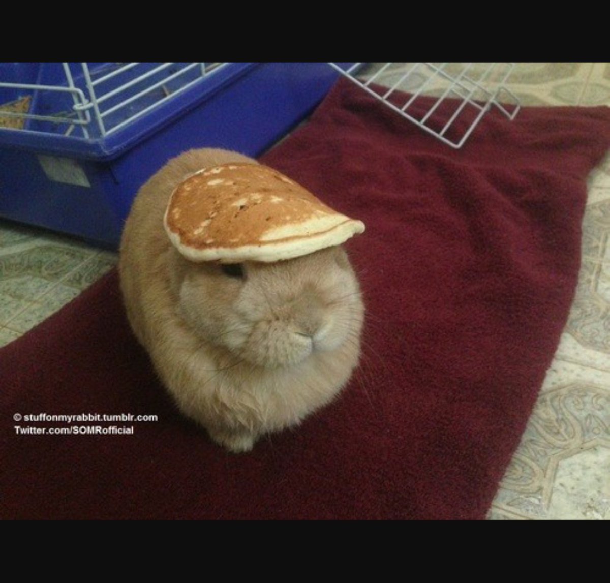 #YourHonestTwitterBio on Twitter I can be myself and outgoing.

Me in real life: