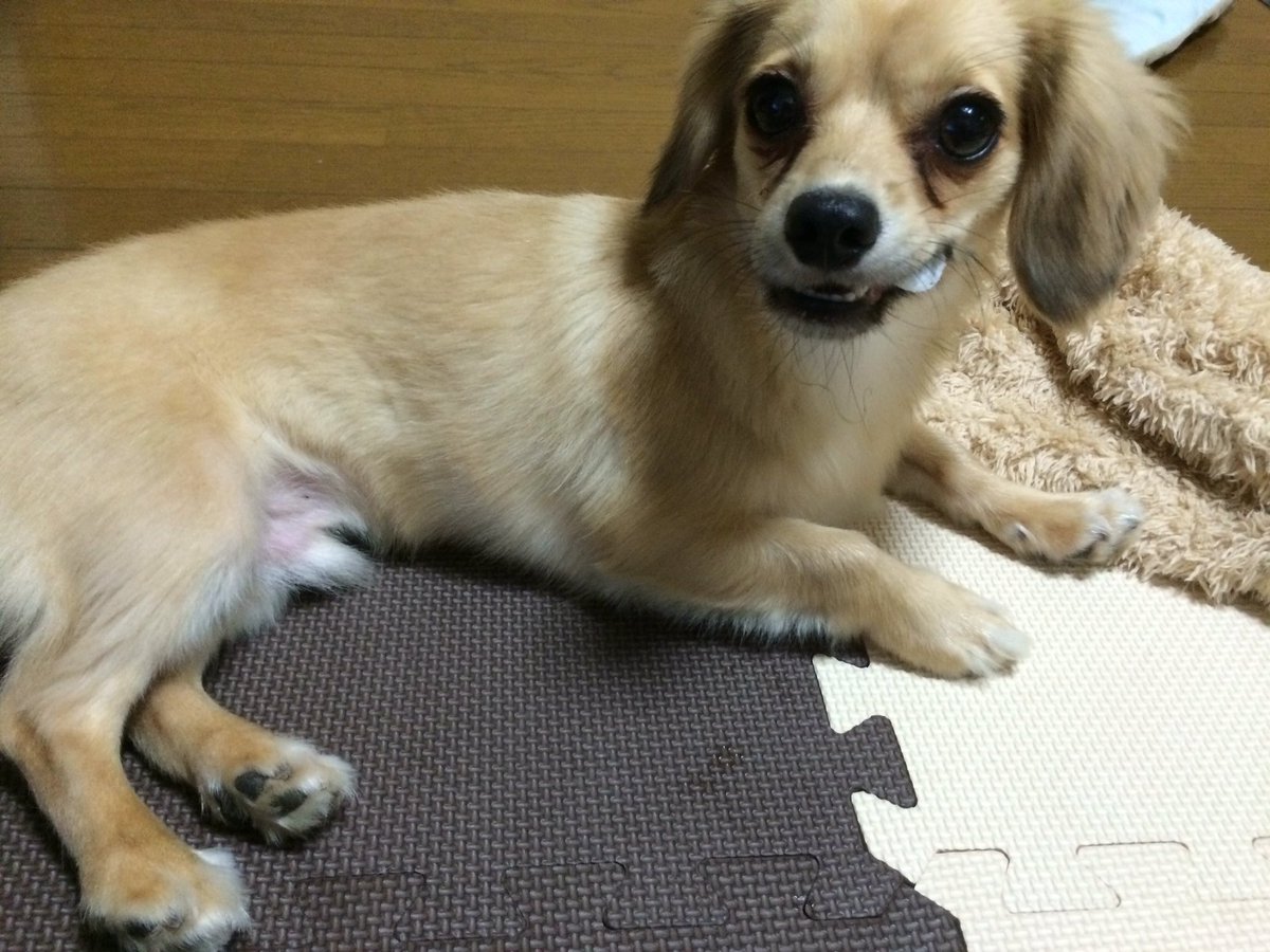 louk0115's tweet photo. ペットボトルのキャップで2日はハッピーに過ごすヤツ。笑
君は、留守番１��でも土日、私たちを占領したいか？留守番１人はもうウンザリか？あと少しでパートタイマーになって、早く帰れるよ。パパ頑張れ笑 https://t.co/sDcBbQvb6B