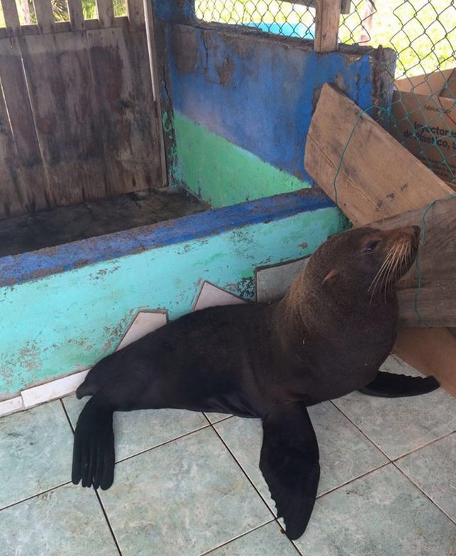 FunaguaGT's tweet photo. Campaña de @ArcasGuate para ayudar al lobo marino encontrado en #Guatemala ¡Compartan! https://t.co/iOFSoBvgA5 https://t.co/r6DWeVS7SG