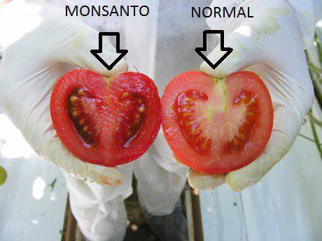 sernatural_org's tweet photo. comparación de 2 tomates cultivados con productos #montsanto... y no. https://t.co/hAylNPvCX6
