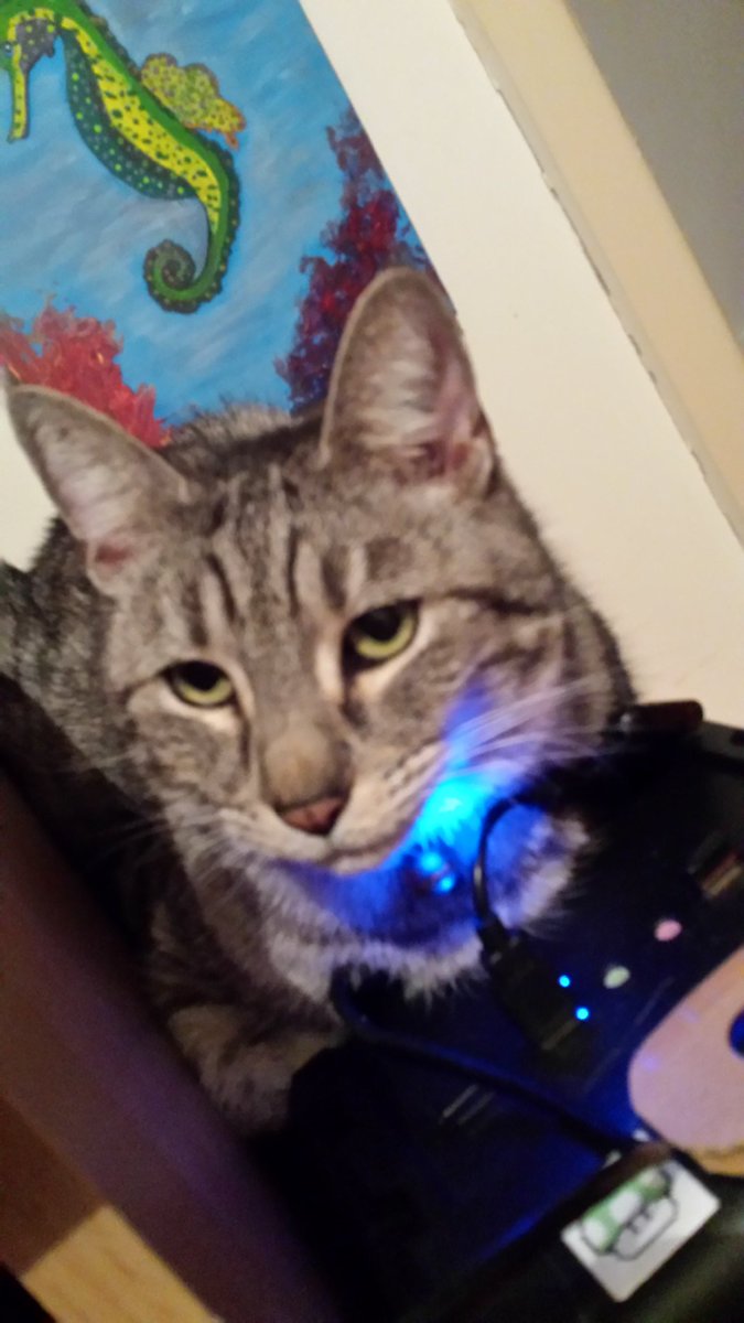 LaurenThemself's tweet photo. As per @leaahwulf's request, my Toby for #CritterPets! https://t.co/6ZLAXZ6URs