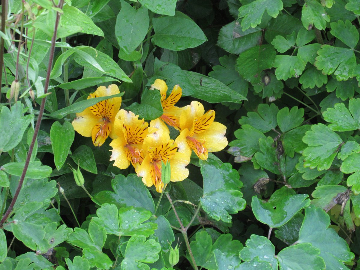 First alstro peeping through! <a href="/sandraflowerldy/">Sandra Bright</a> <a href="/RobsAllotment/">Rob Smith</a> <a href="/jpmoseley/">Jonathan Moseley</a> <a href="/rekha181/">Rekha Mistry</a> <a href="/fusianliving/">Jo Jo Yee</a> <a href="/AllotmentLena/">Lena Watson</a>