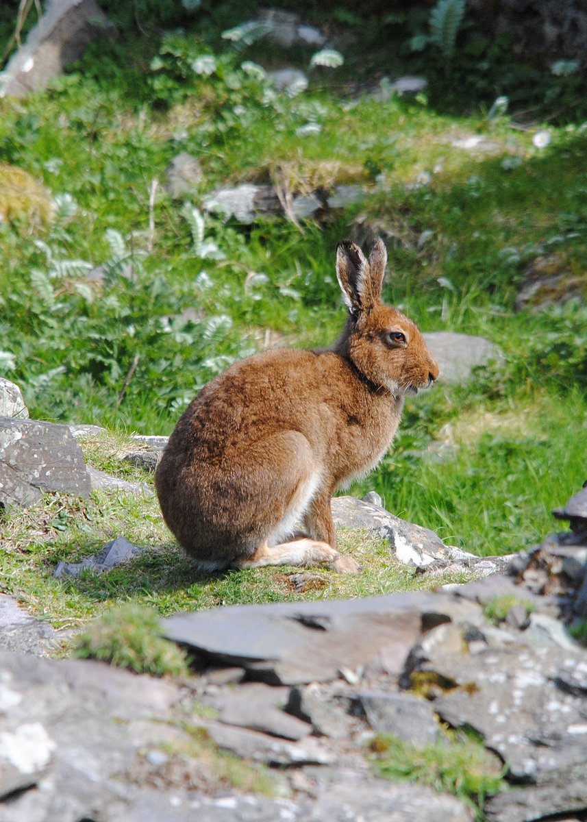 Irishwildlife tweet picture