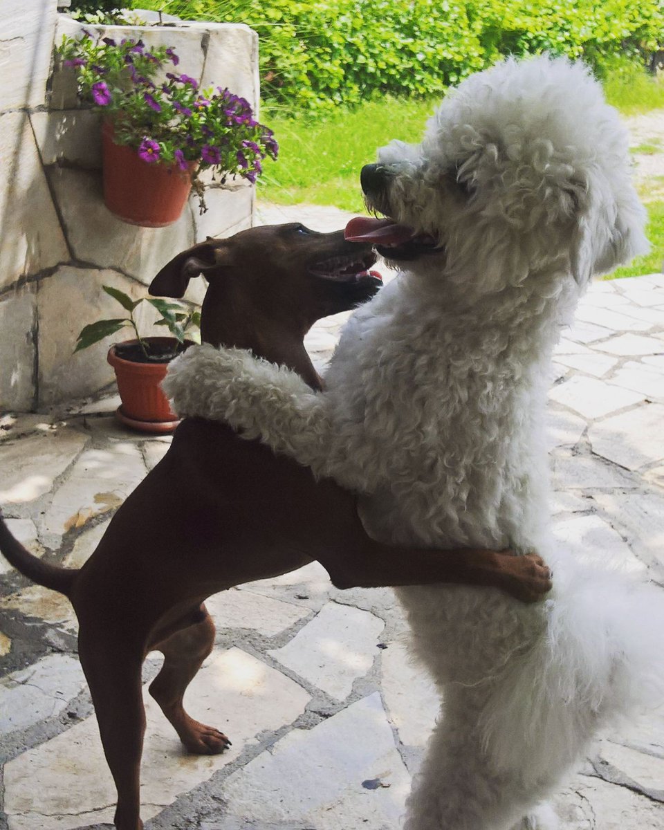 teaa__tea's tweet photo. #hug #dogsfriendship https://t.co/FJWucgA9x4