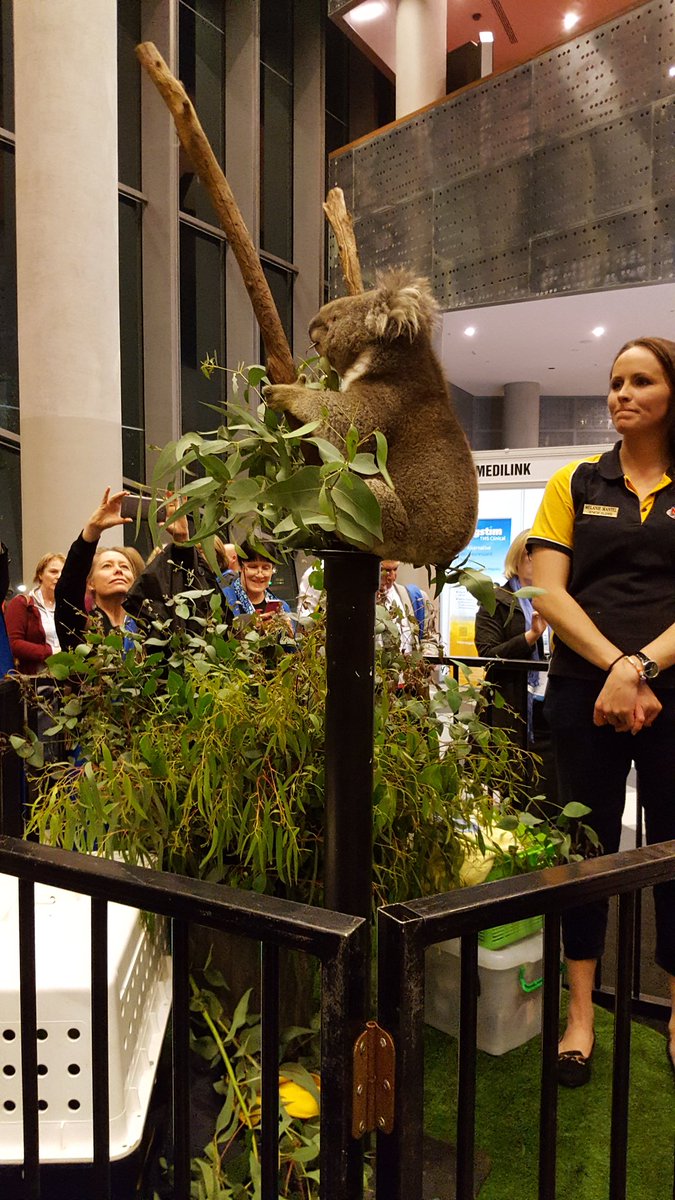 ChloeSimpson01's tweet image. Things you don't expect to see at a conference... 1) a koala #wcbct2016