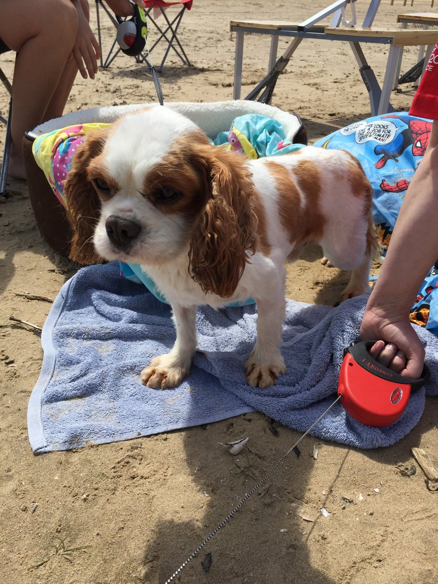 Beech House Vets (Beechvet) Twitter