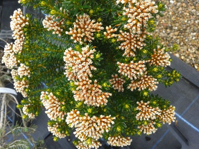 PerryhillPlants's tweet photo. Not widely grown but #Ozothamnus ledifolius is an easy shrub for a sunny site &amp; it's evergreen #shruboftheday https://t.co/AknL8adf7Z