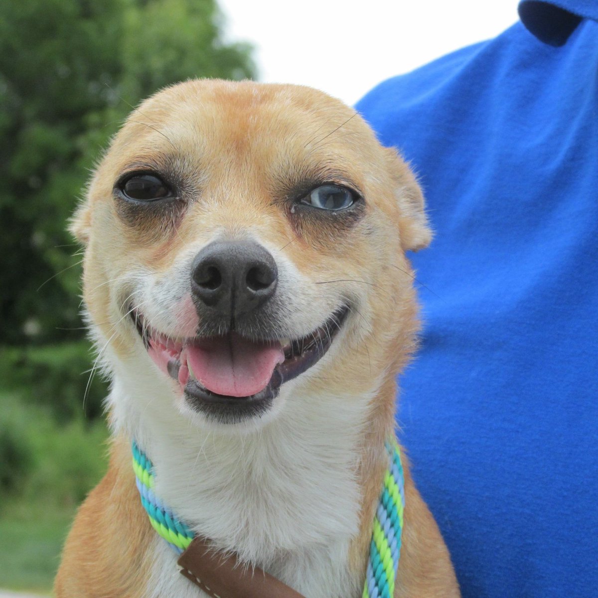 Mel Orlins (@mel_orlins) on Twitter photo Bentley sure knows how to smile for the camera 😉 He's our #FurryFriend and looking for a forever home! <a href="/YorkCoSPCA/">York County SPCA</a> Bentley sure knows how to smile for the camera 😉 He's our #FurryFriend and looking for a forever home! <a href="/YorkCoSPCA/">York County SPCA</a>