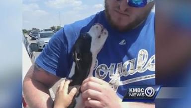Baseball fans rescue this adorable puppy from a sweltering car. orv.is/28OSXb2 #dogs