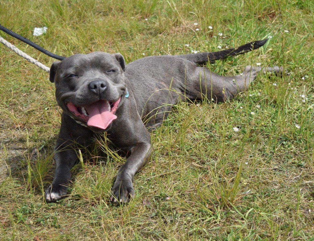 Hope Rescue tweet media