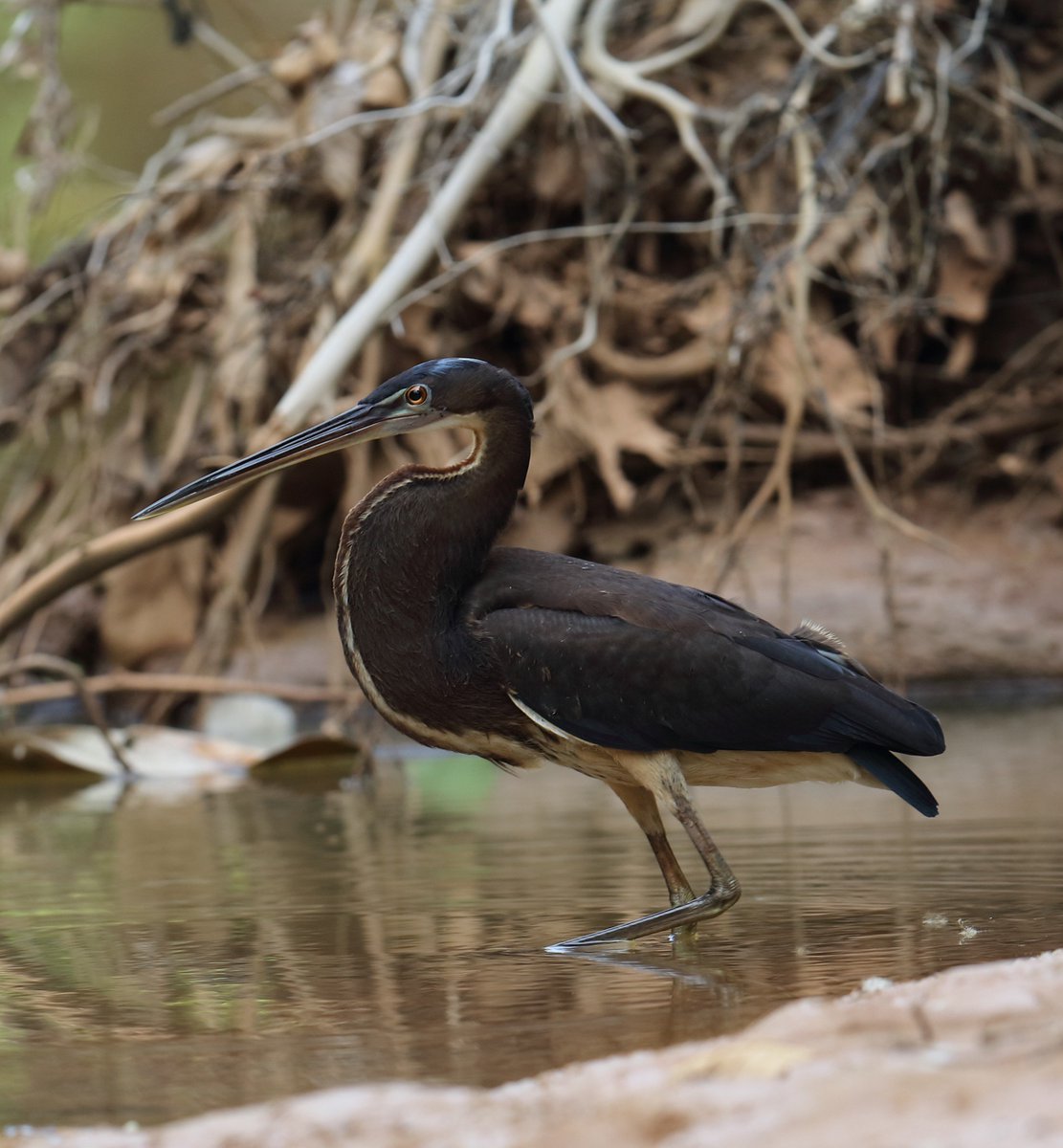 IdentidadMadidi's tweet photo. Individuo juvenil de la fabulosa garza agamí (Agamia agami). Siguenos en FB y en https://t.co/Rir12cge61 #IDMadidi https://t.co/ots0Ky27Gk
